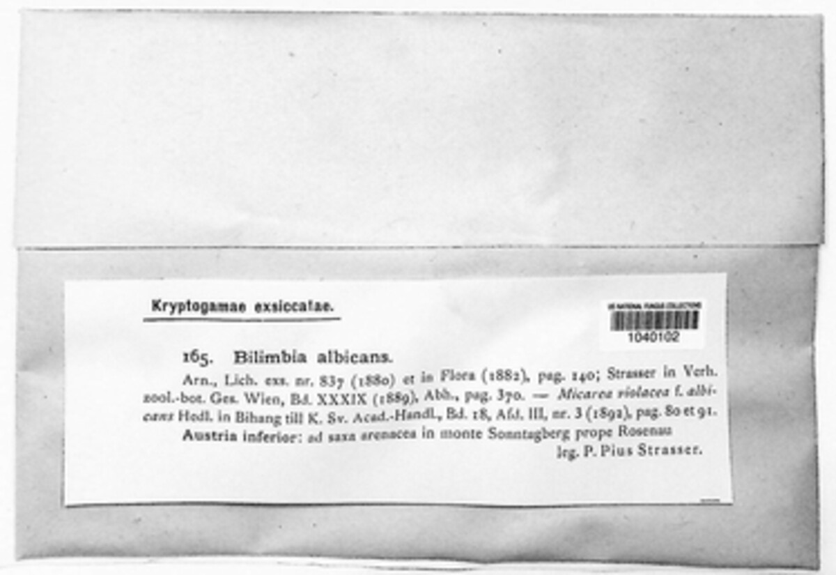 Bilimbia albicans image